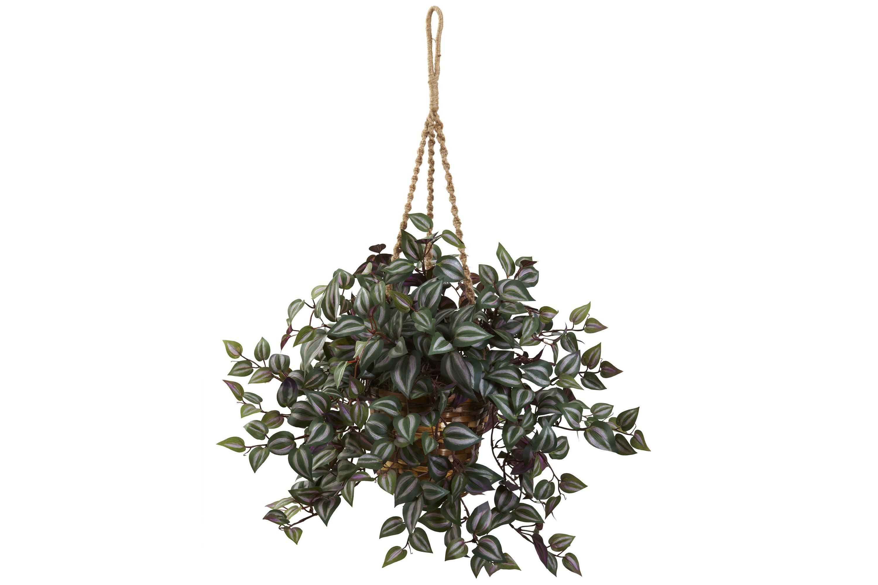 Wandering Jew Hanging Basket