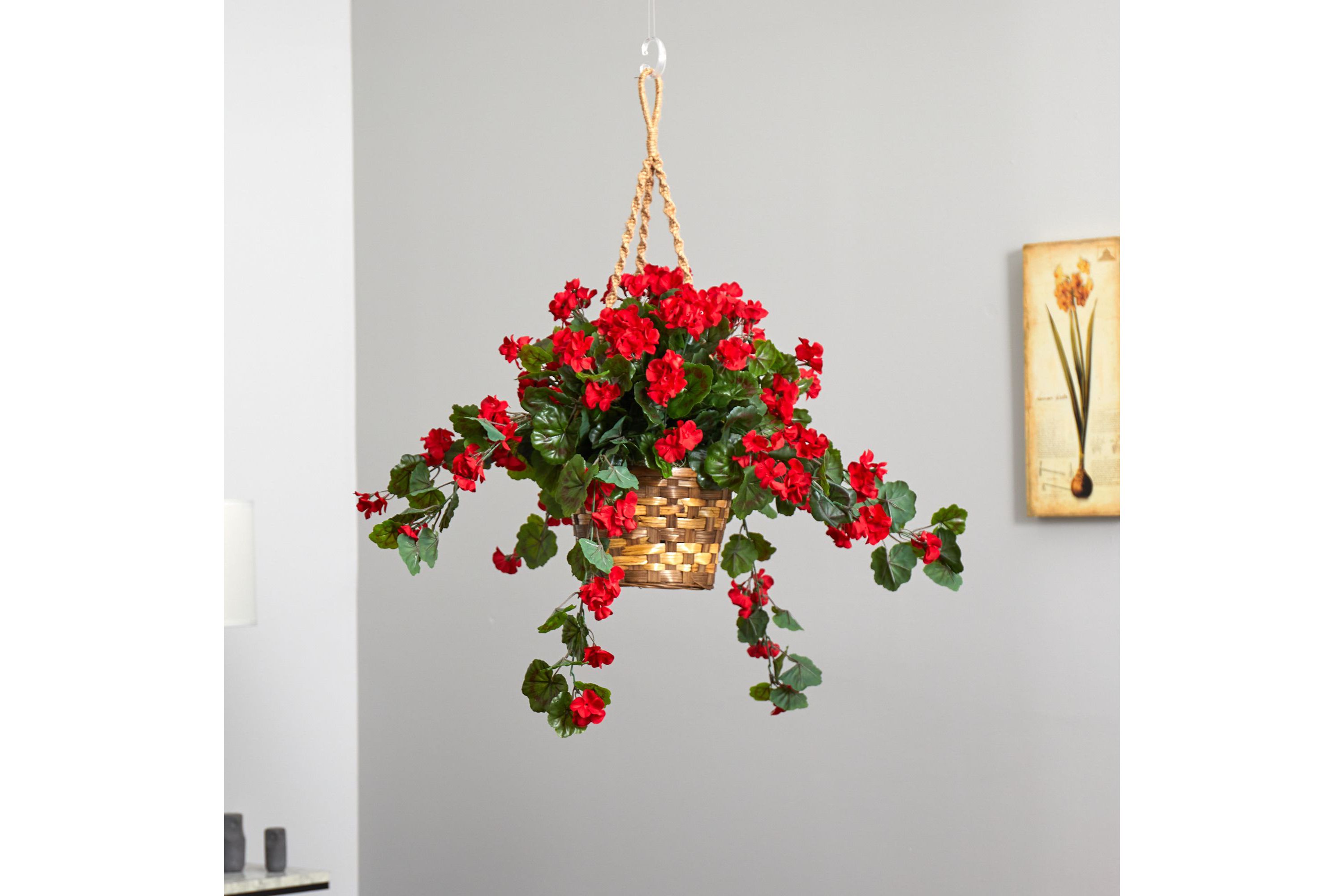 Geranium Hanging Basket UV Resistant (Indoor/Outdoor)