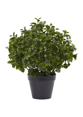 Peperomia Plant Indoor/Outdoor