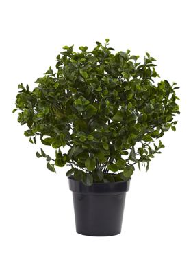 Peperomia Plant Indoor/Outdoor