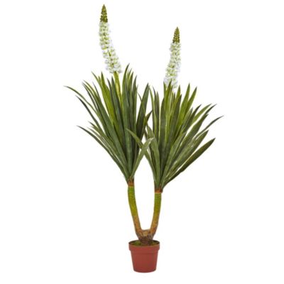 57-Inch Flowering Yucca Plant