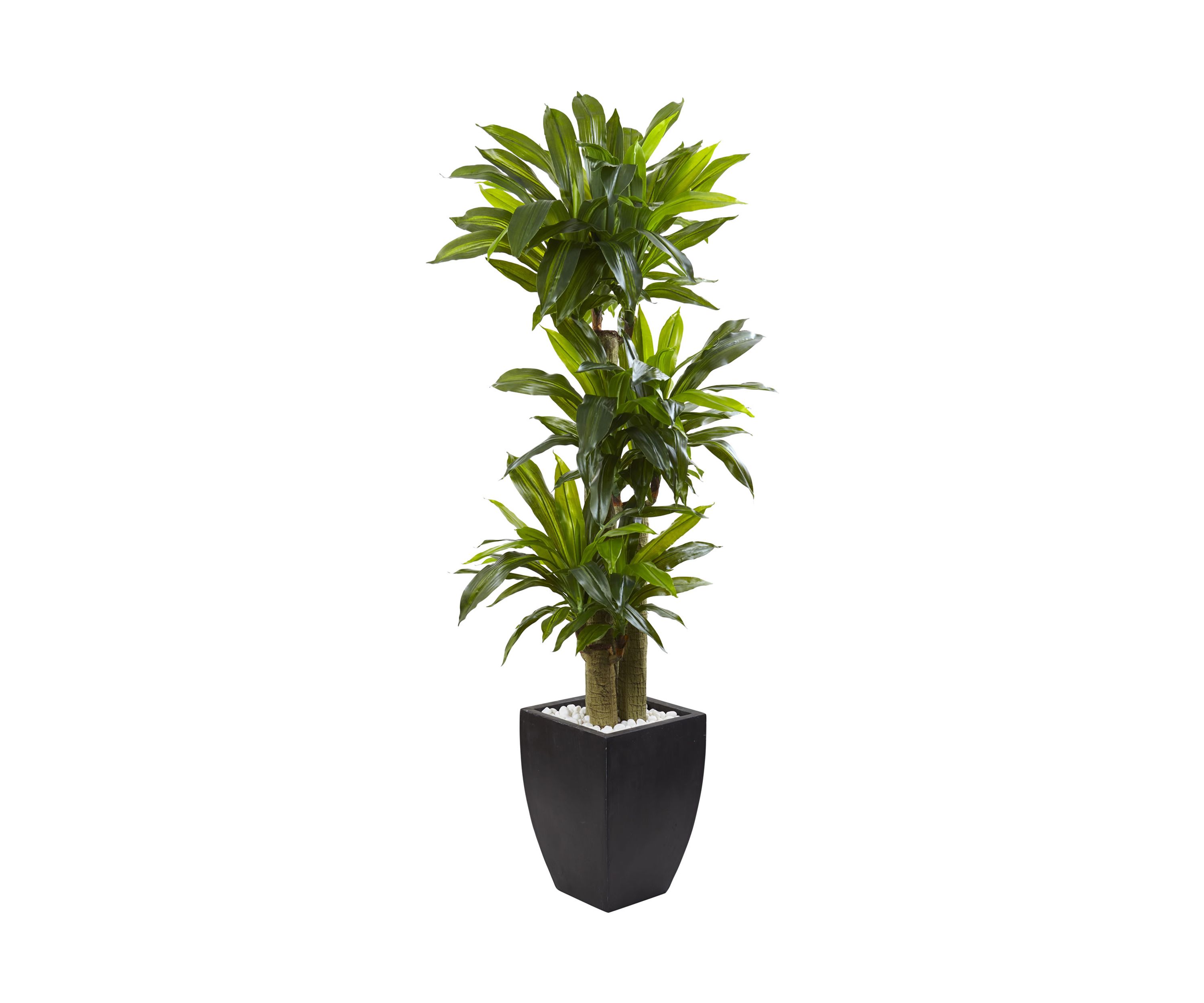 Corn Stalk Dracaena with Wash Planter