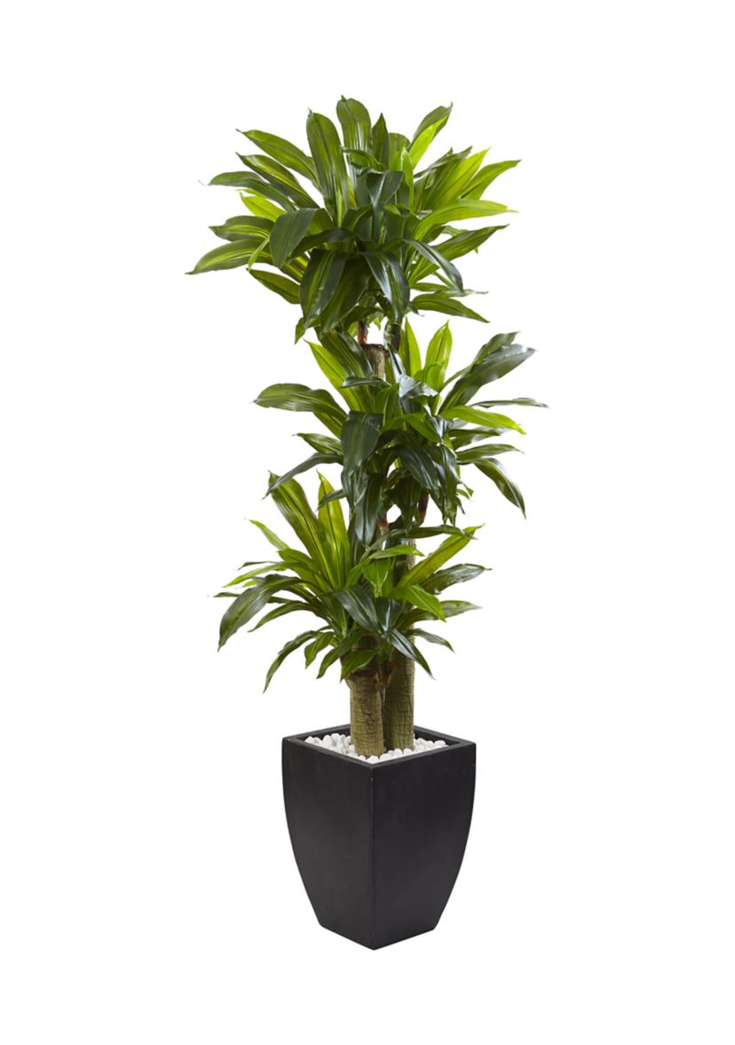 Corn Stalk Dracaena with Wash Planter