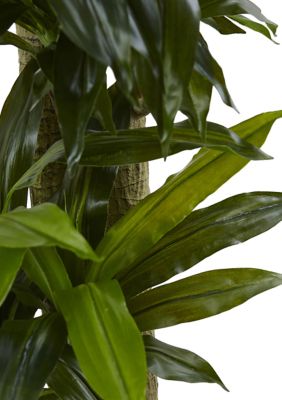 Corn Stalk Dracaena with Wash Planter