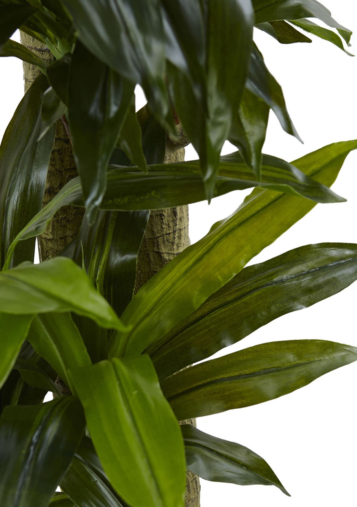 Corn Stalk Dracaena with Wash Planter