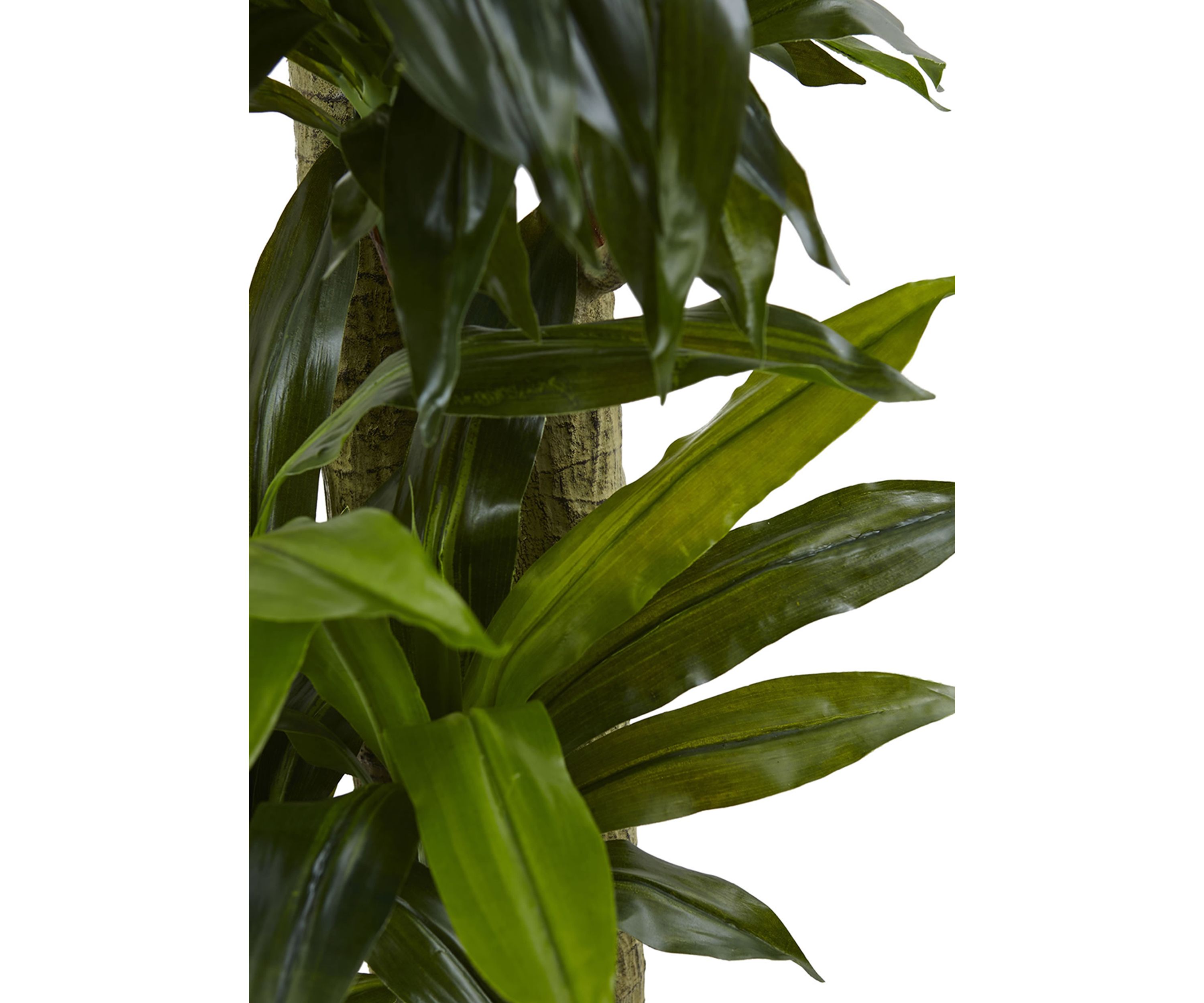 Corn Stalk Dracaena with Wash Planter