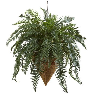 33-Inch Giant River Fern with Cone Hanging Basket
