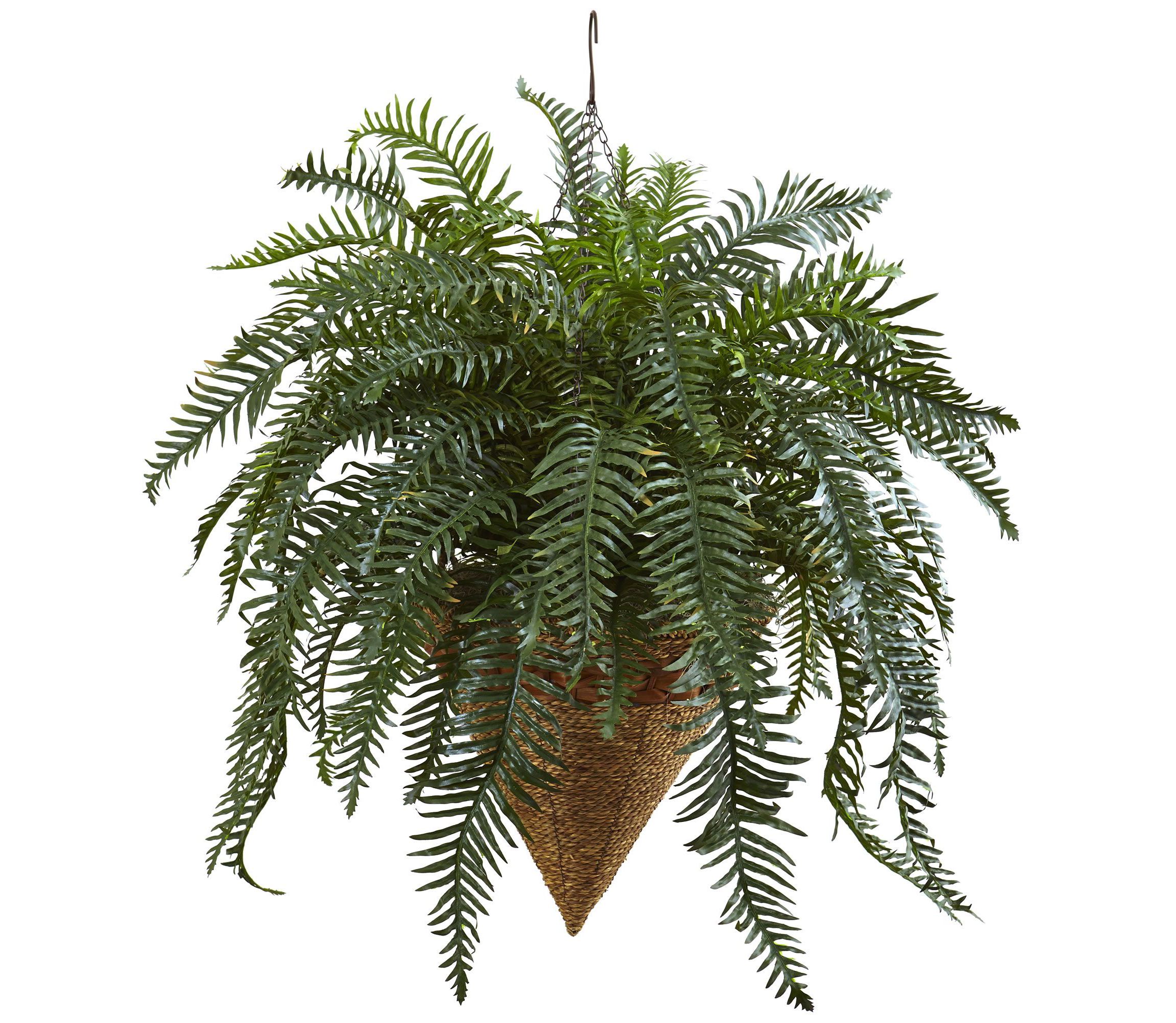 33-Inch Giant River Fern with Cone Hanging Basket