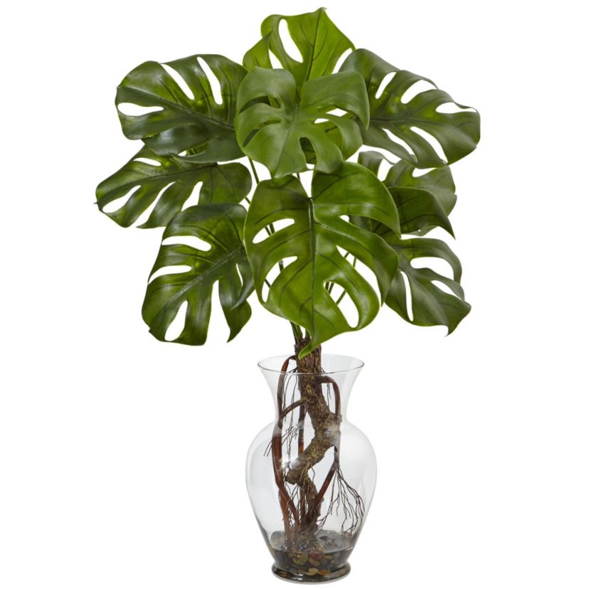 26-Inch Monstera Plant in Rocks with Glass Vase