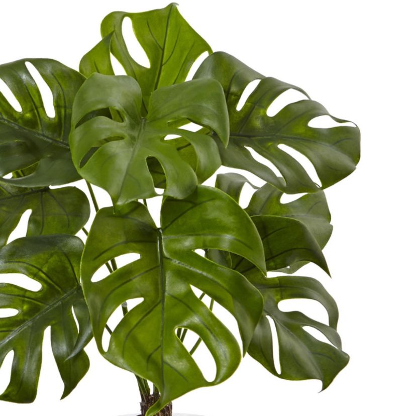 26-Inch Monstera Plant in Rocks with Glass Vase