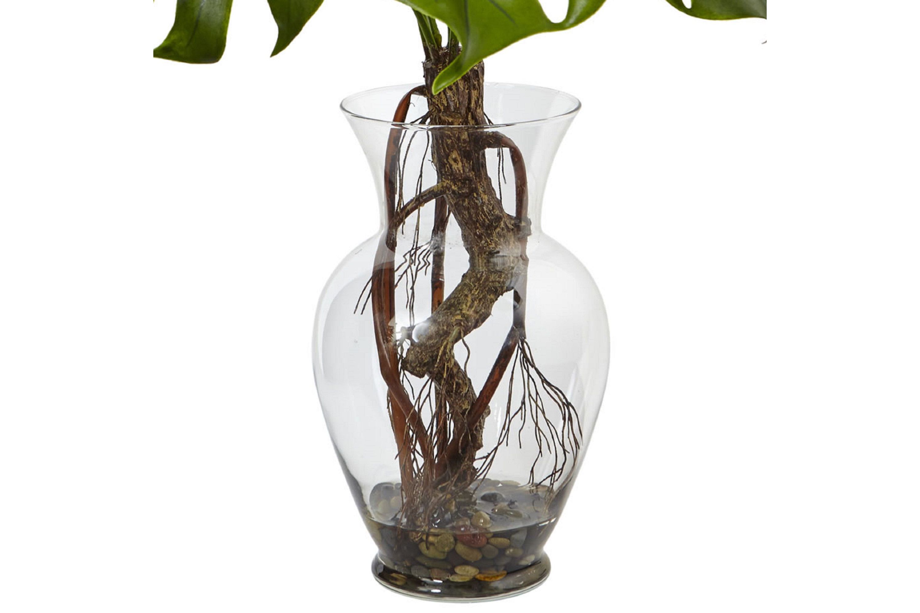 26-Inch Monstera Plant in Rocks with Glass Vase