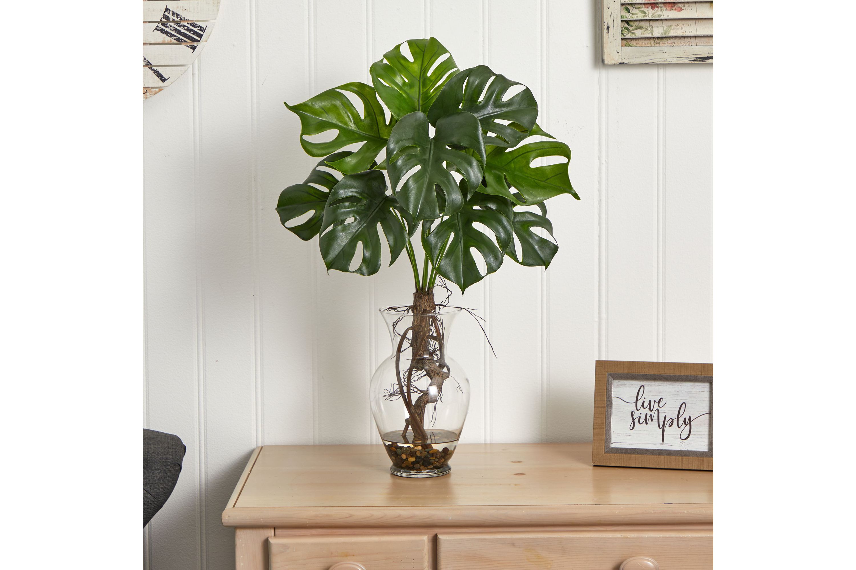 26-Inch Monstera Plant in Rocks with Glass Vase