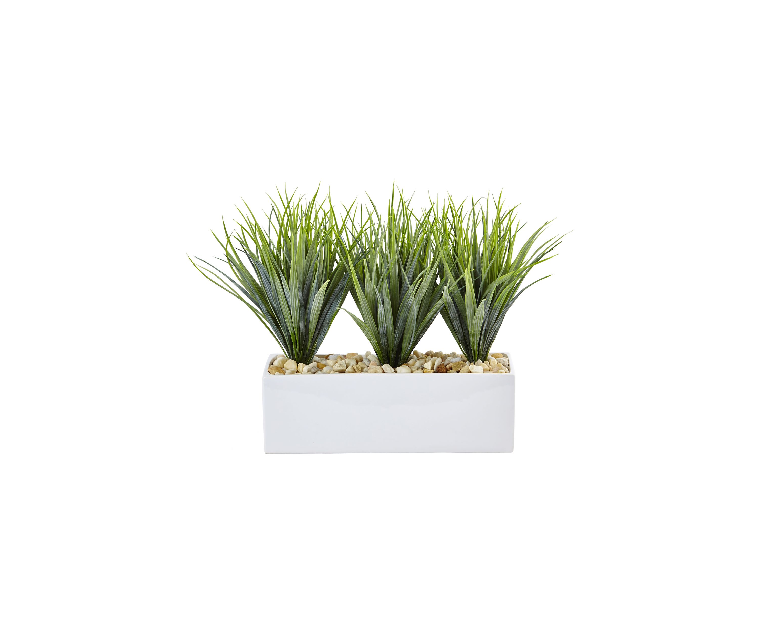 Vanilla Grass in Rectangular Planter