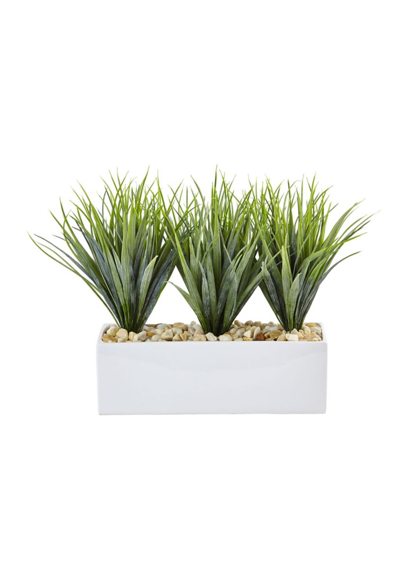 Vanilla Grass in Rectangular Planter
