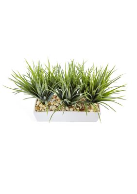 Vanilla Grass in Rectangular Planter