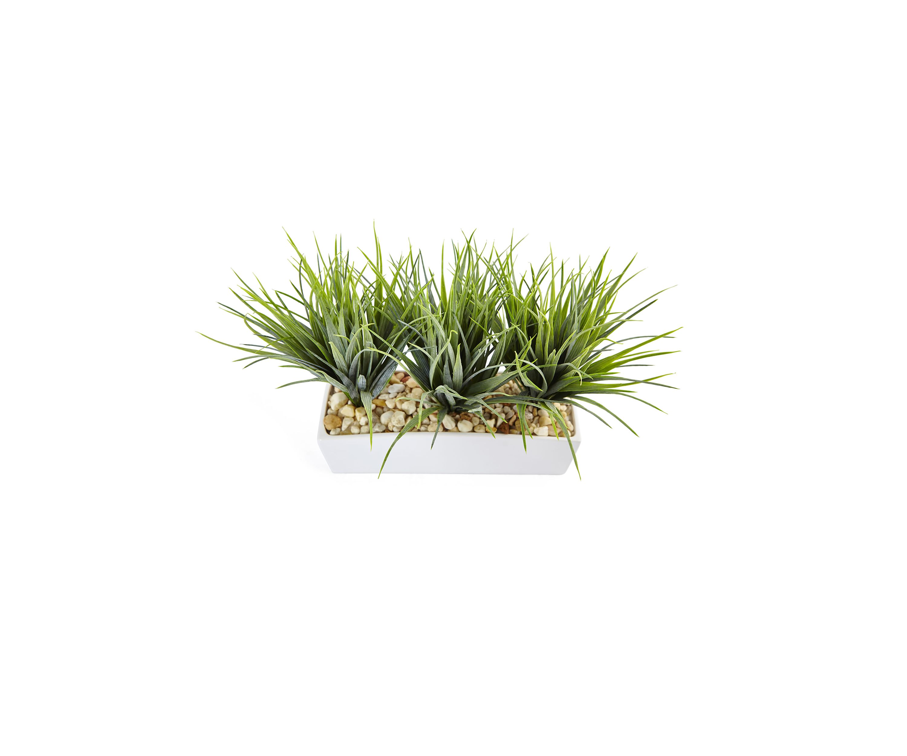 Vanilla Grass in Rectangular Planter
