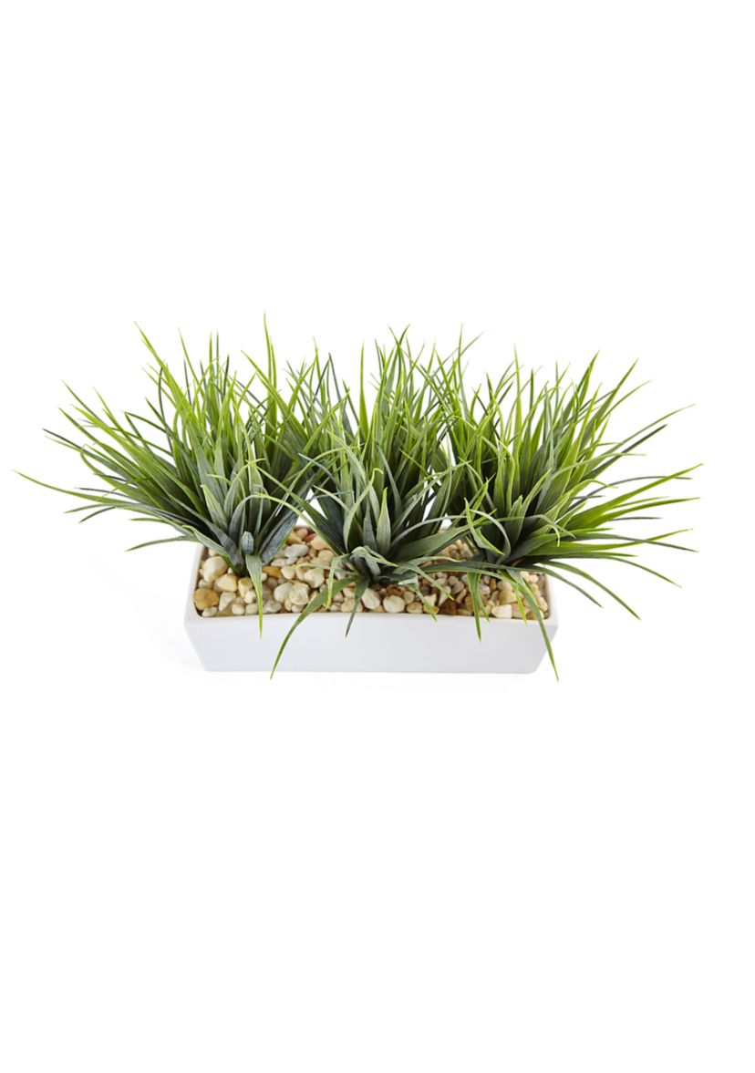 Vanilla Grass in Rectangular Planter