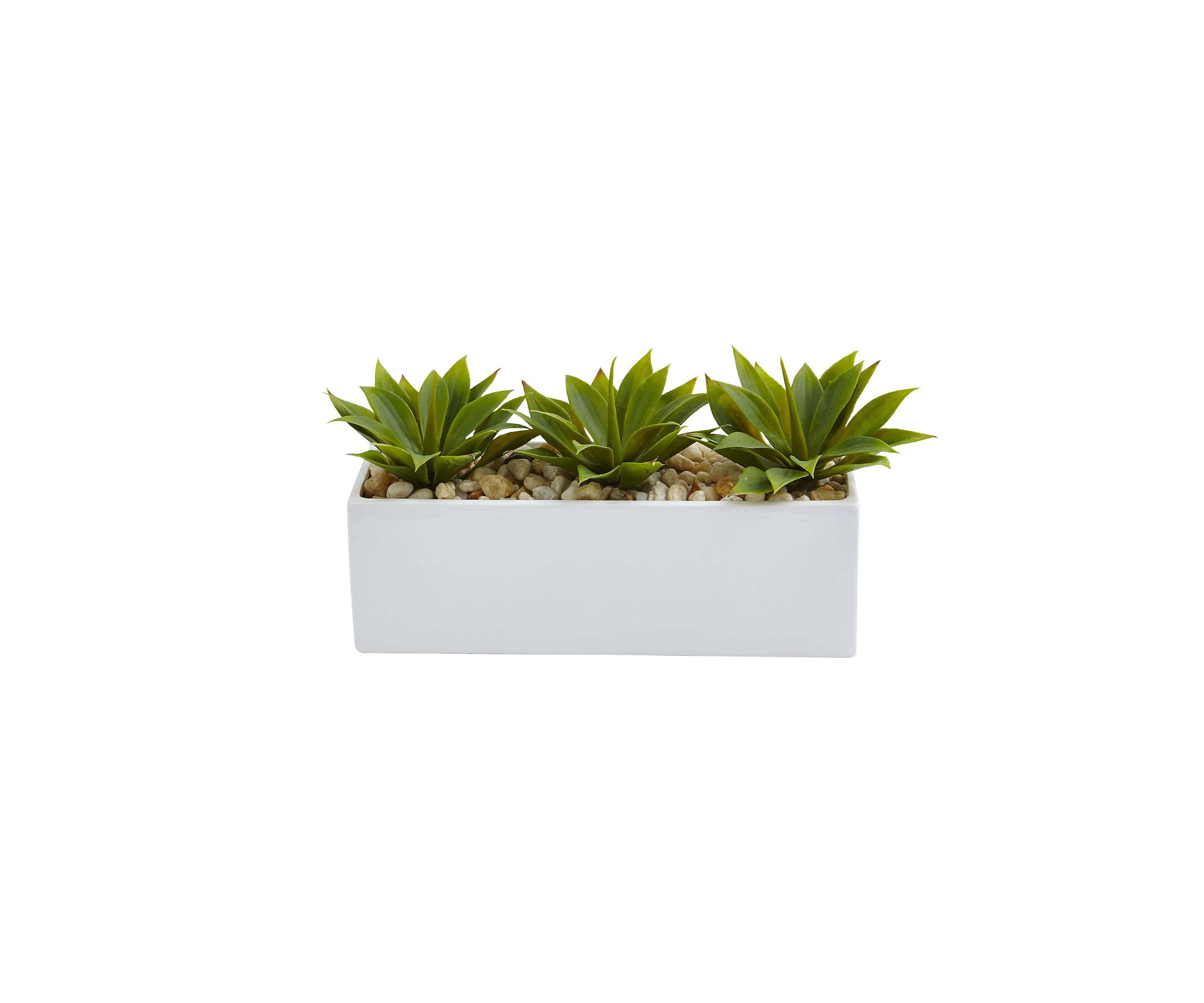 Agave Succulent in Rectangular Planter