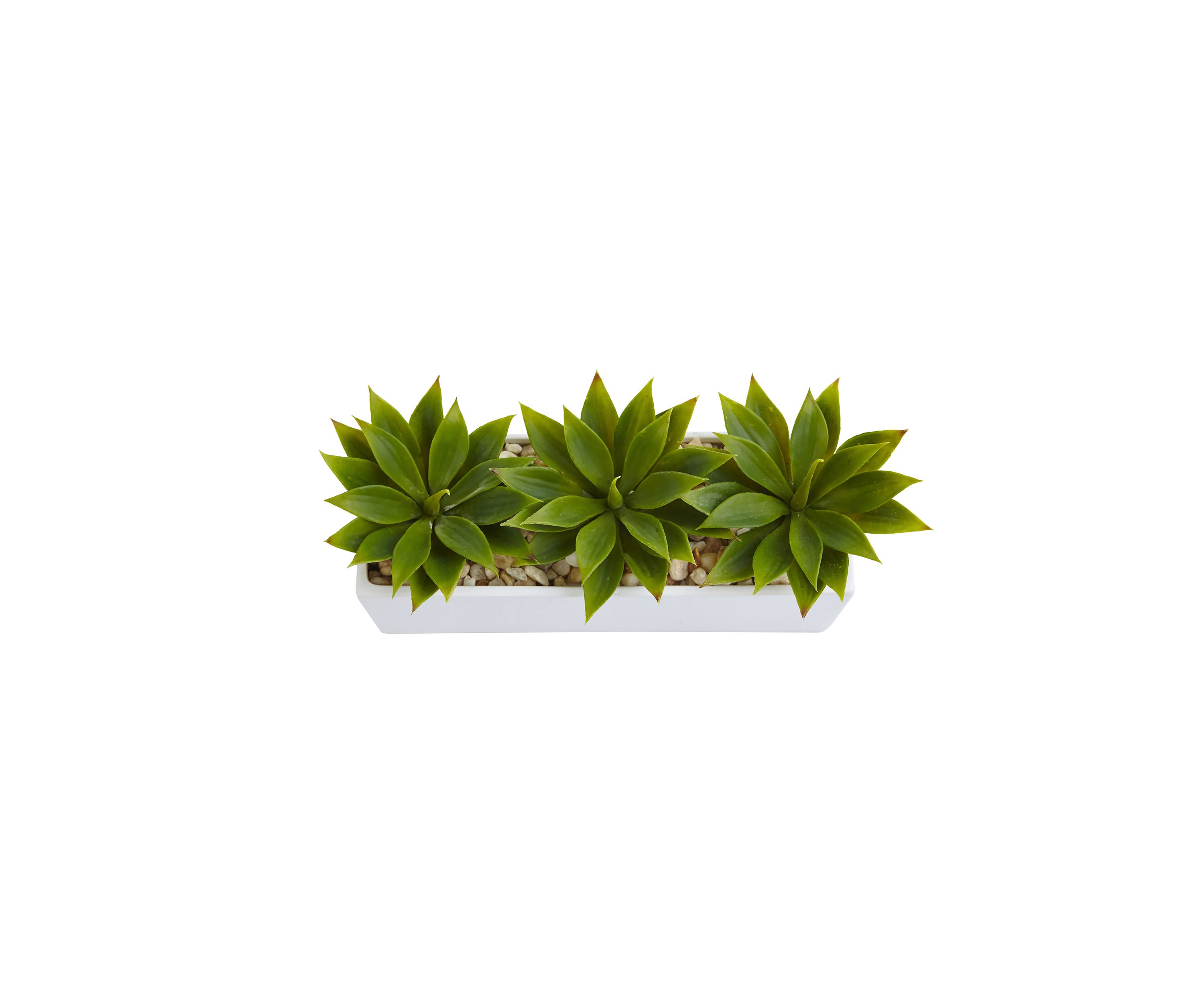 Agave Succulent in Rectangular Planter