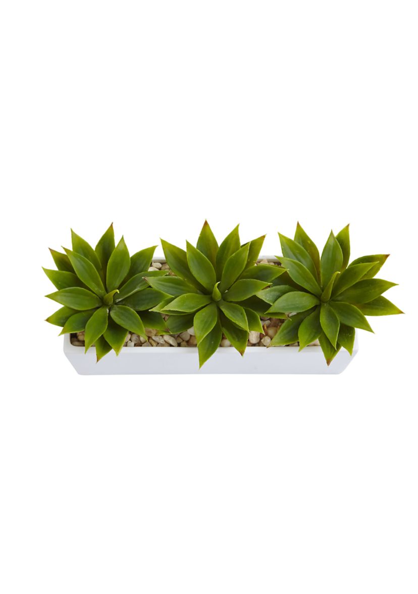 Agave Succulent in Rectangular Planter