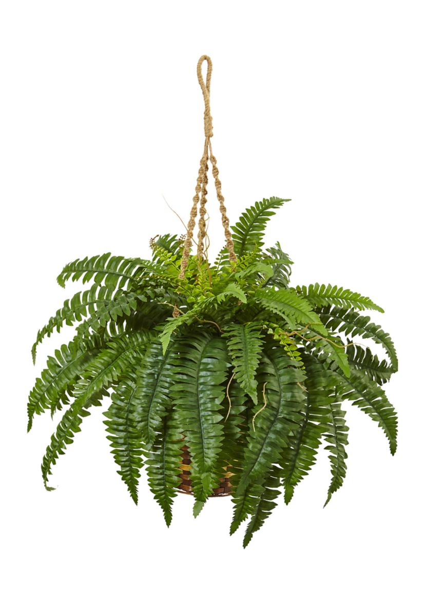 Boston Fern Hanging Basket