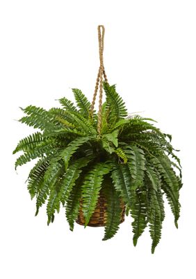 Boston Fern Hanging Basket