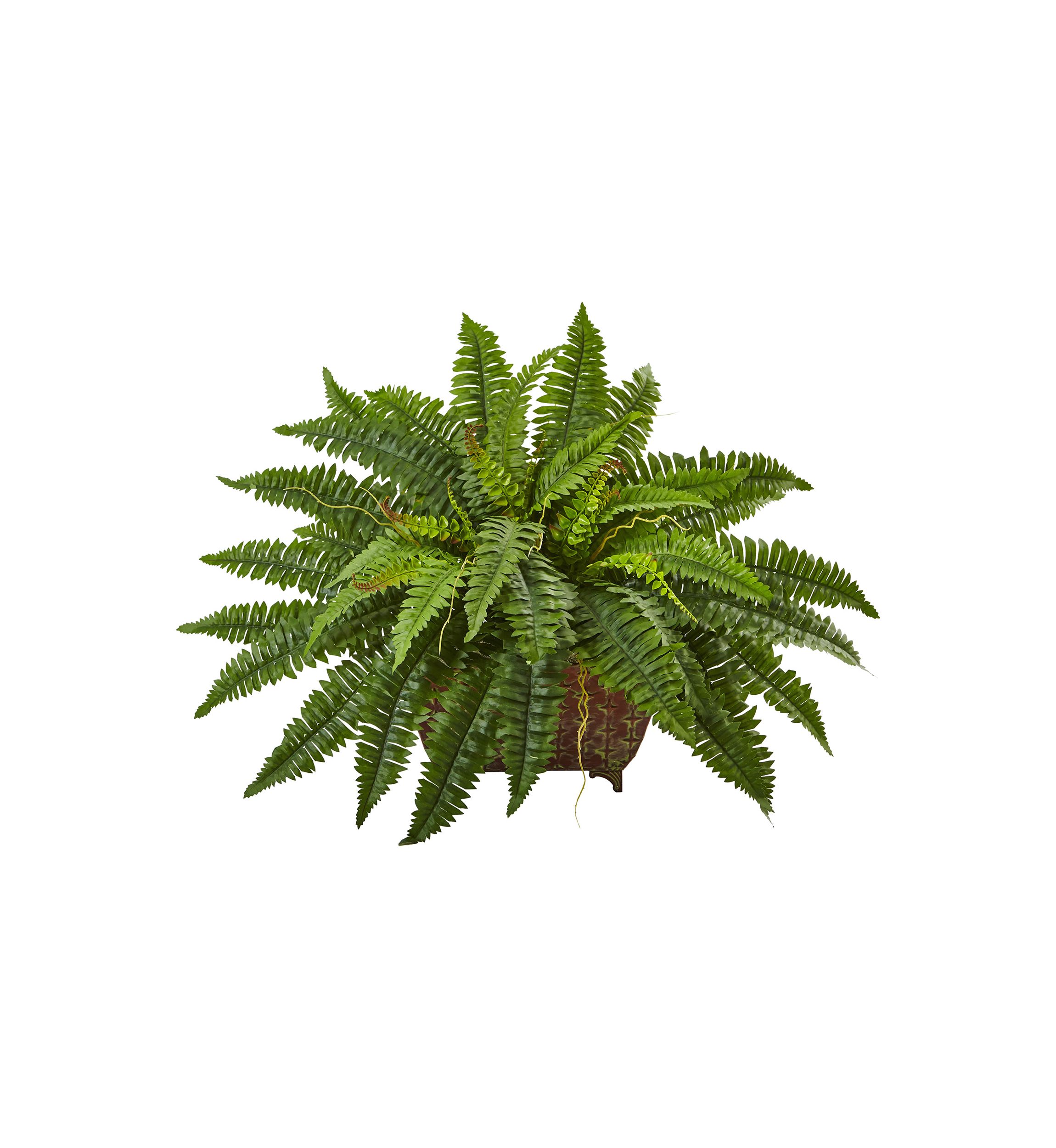 Boston Fern in Metallic Planter