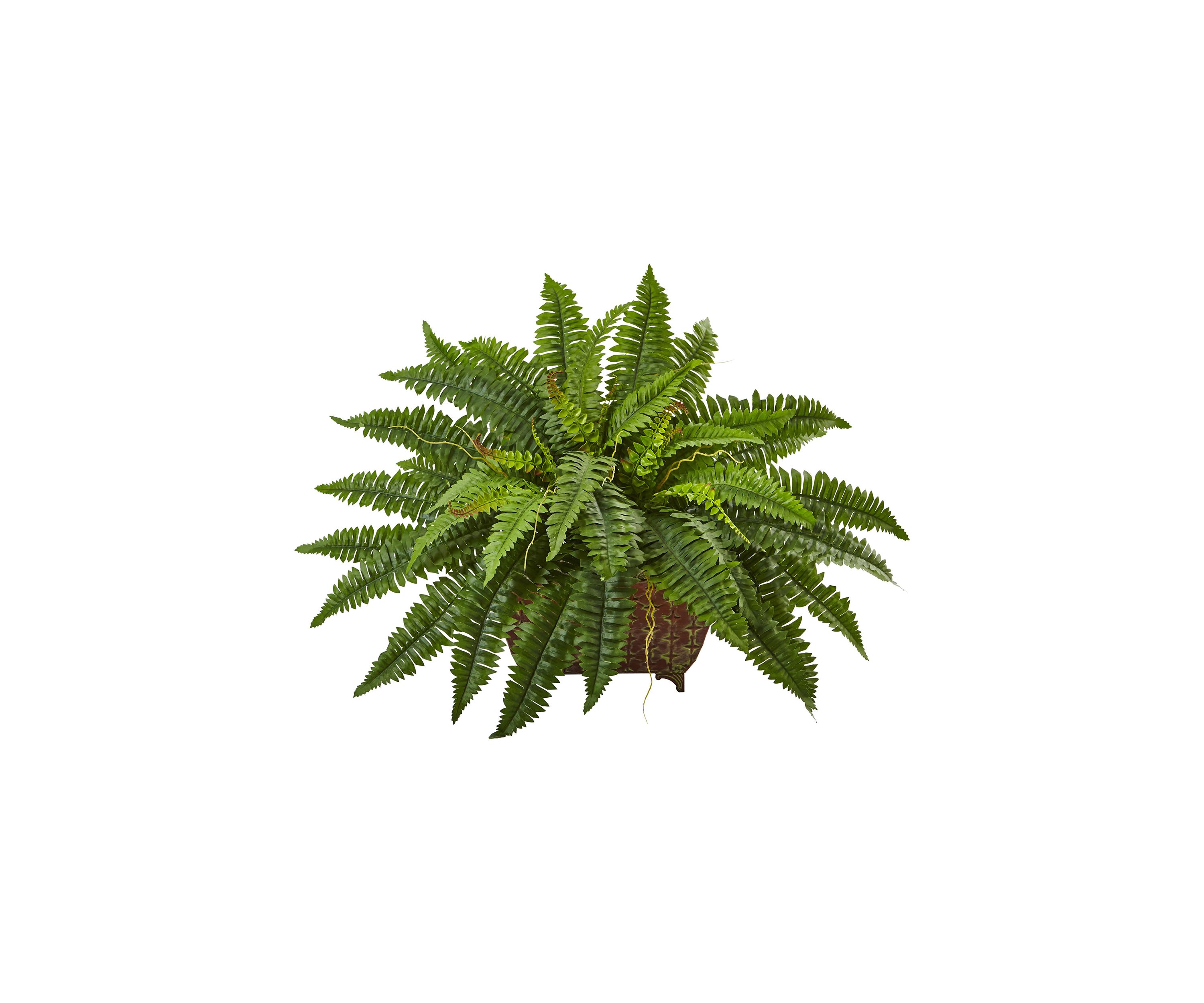 Boston Fern in Metallic Planter