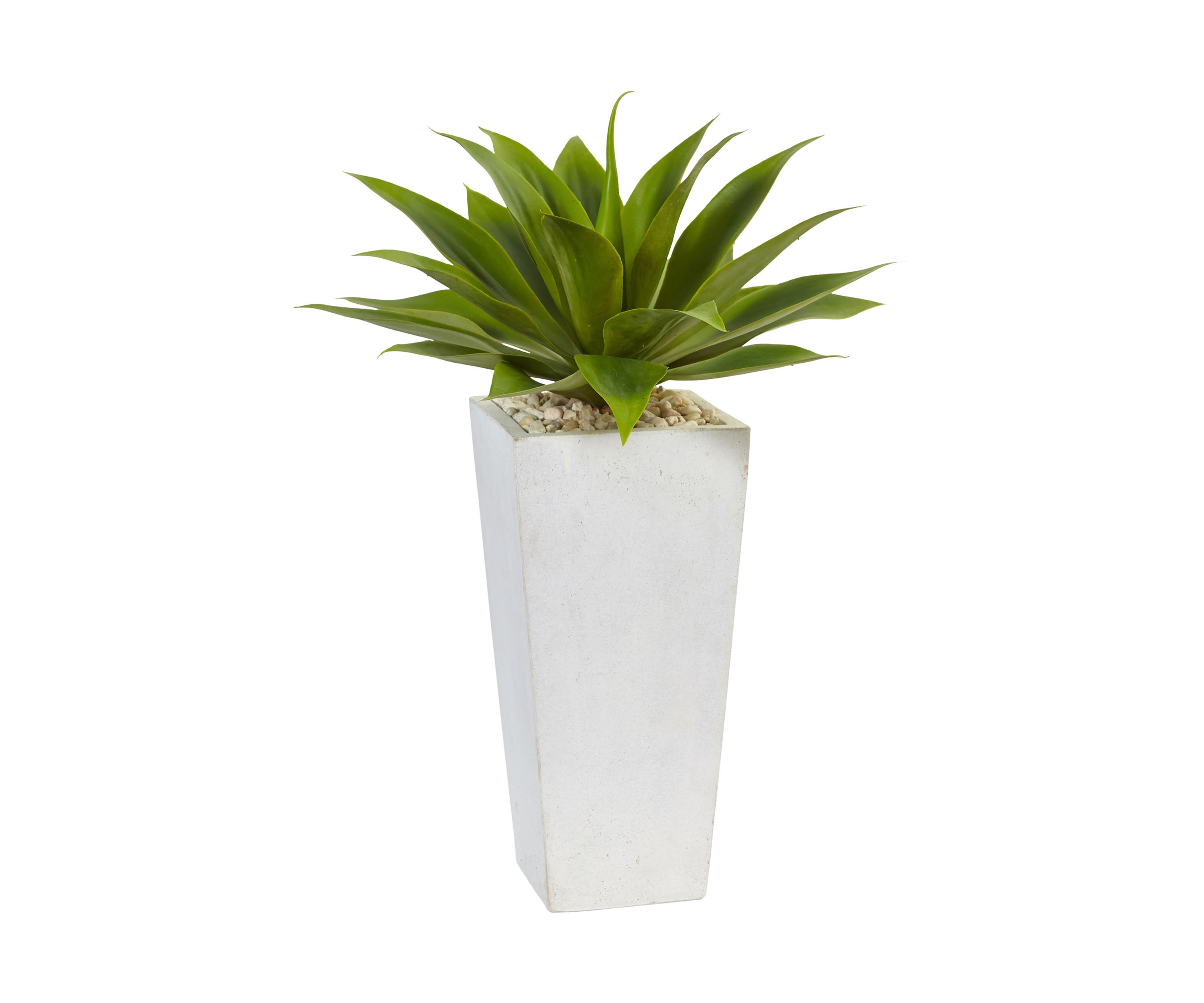 Agave  Plant in White Planter