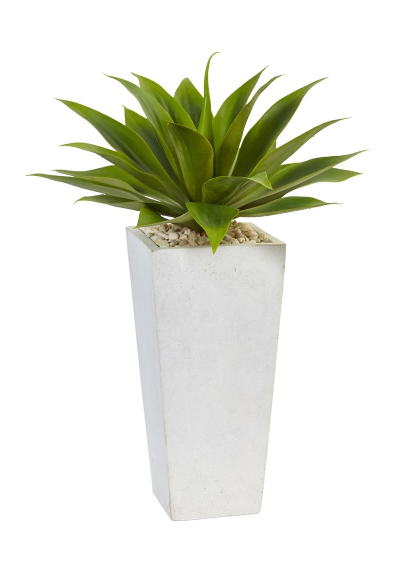 Agave  Plant in White Planter