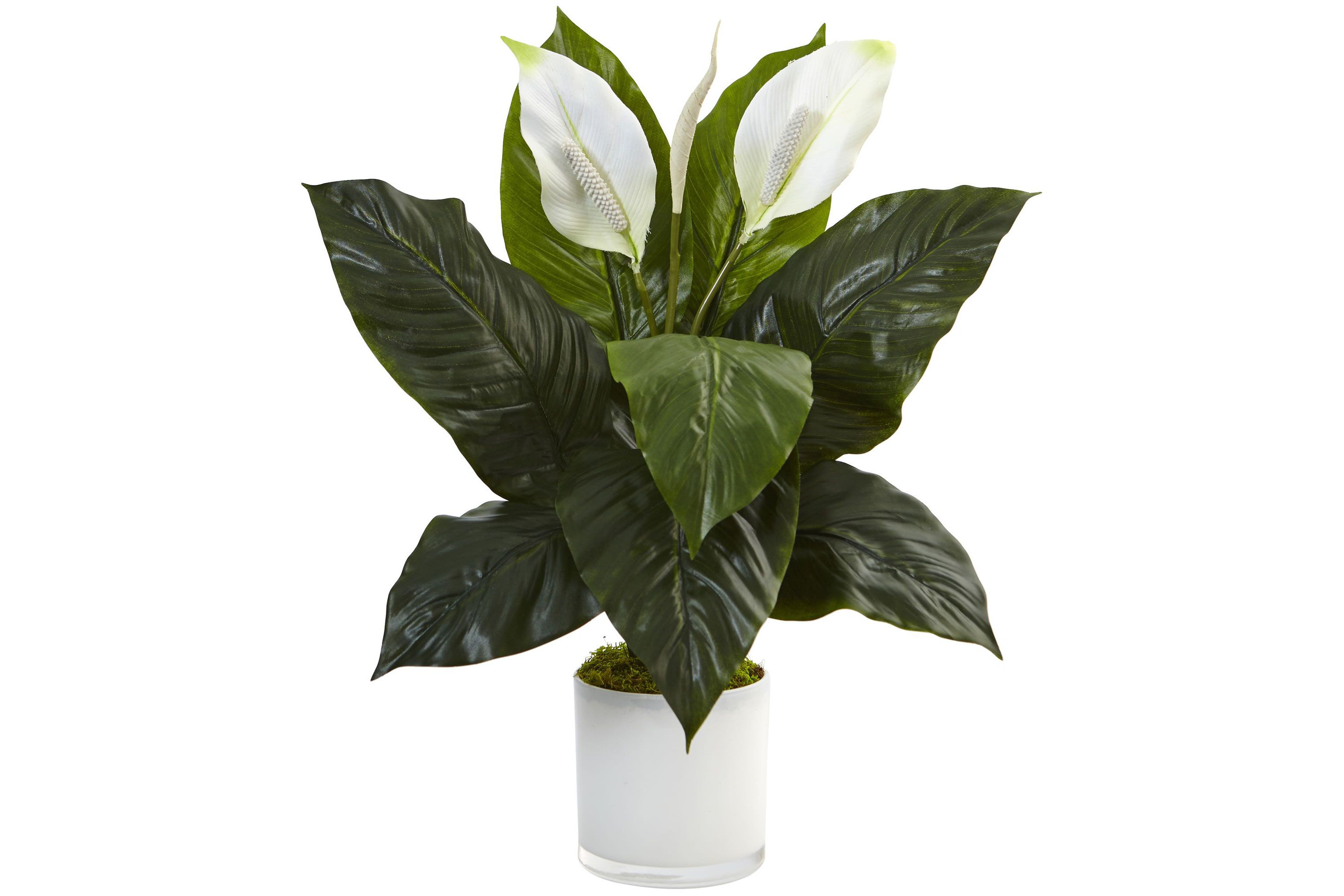 Spathiphyllum Artificial Flowering Peace Lily in Glossy Glass Planter