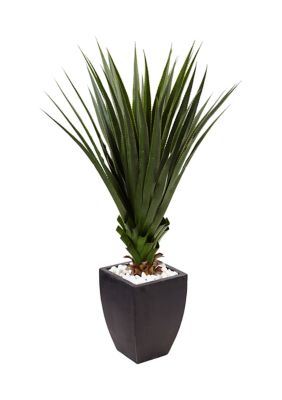 Spiked Agave Plant in Planter Indoor/Outdoor