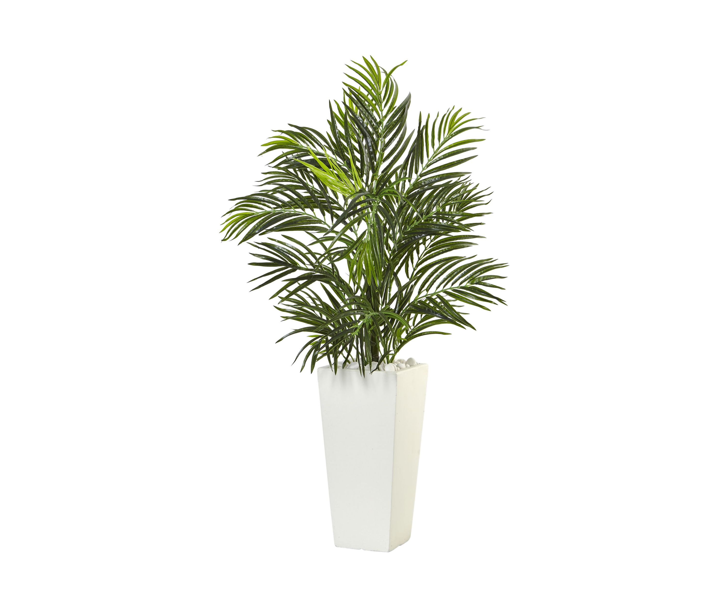 Areca Palm in Square Planter