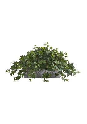 Puff Ivy Plant in Stone Planter