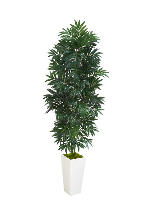 Bamboo Palm Plant in Planter