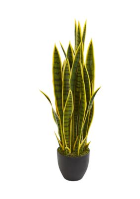 Sansevieria Plant