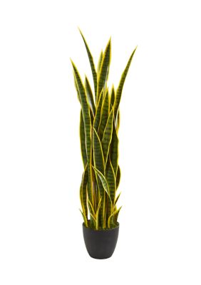 Sansevieria Plant