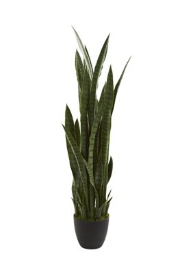 Sansevieria Plant