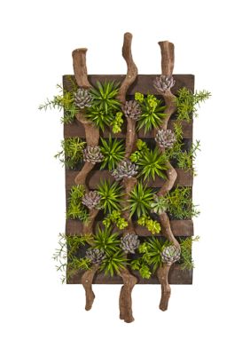 Assorted Succulent Living Wall