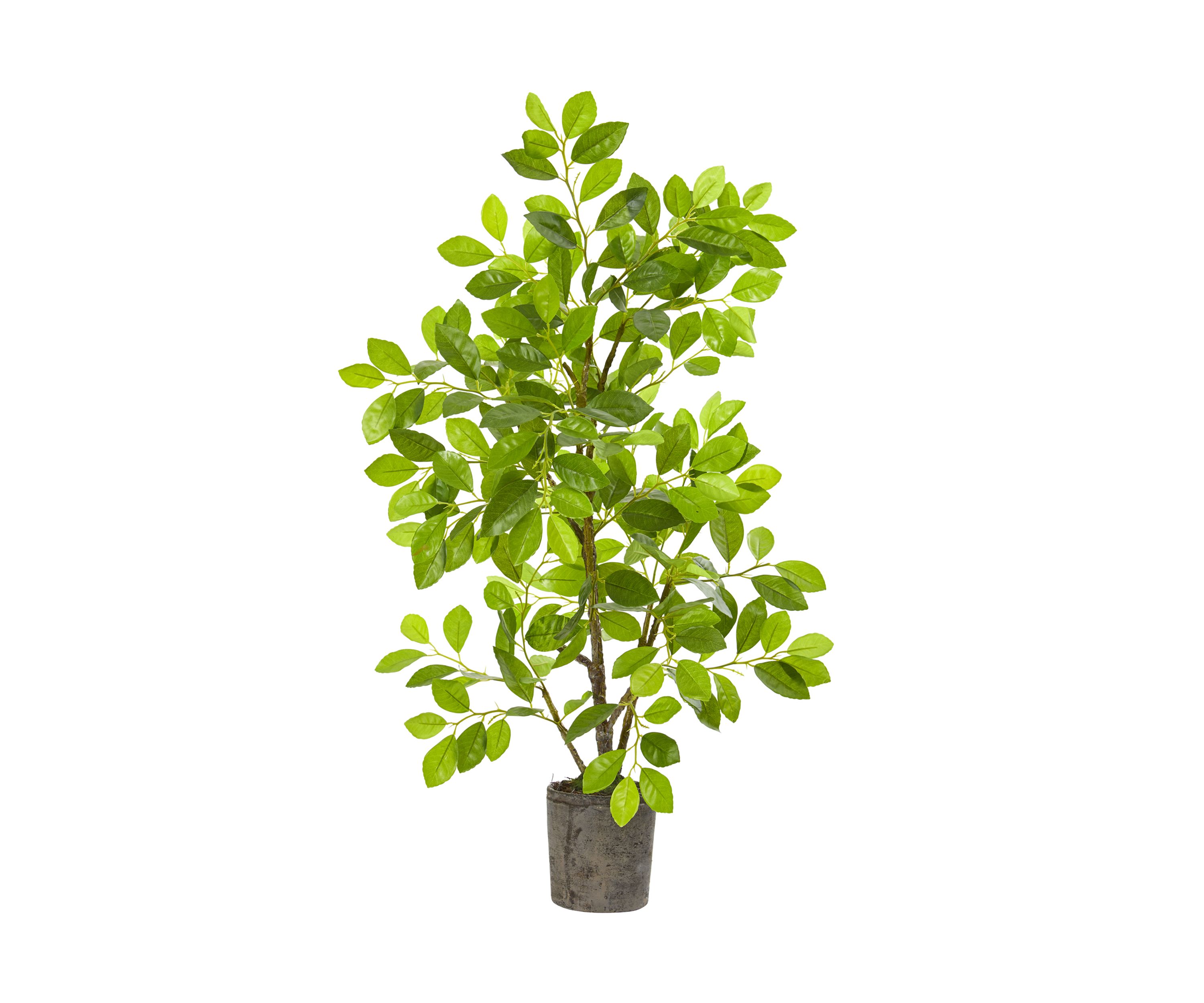 Ficus Tree in Planter