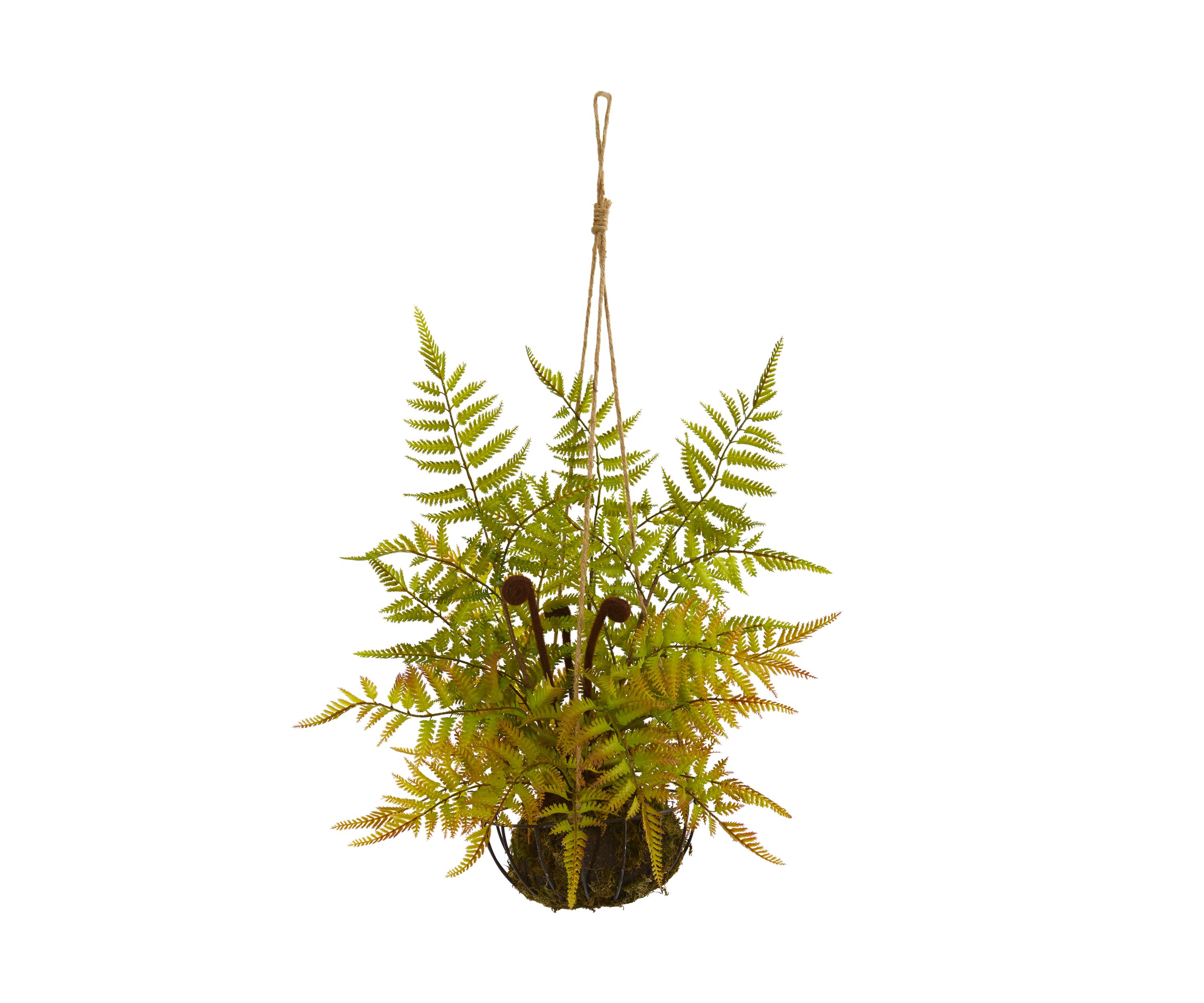 Fern Plant in Metal Hanging Basket