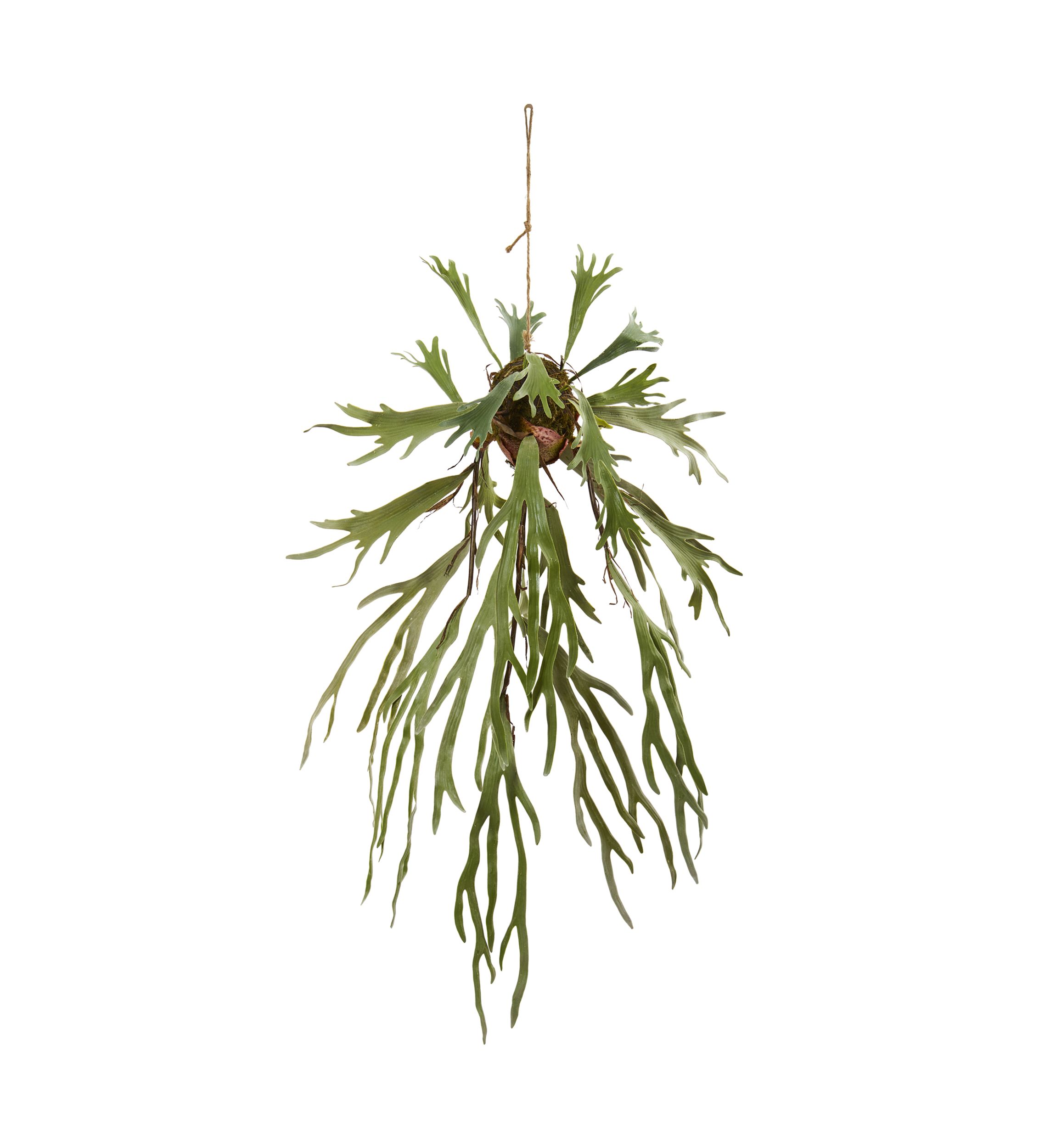 Staghorn Hanging Plant