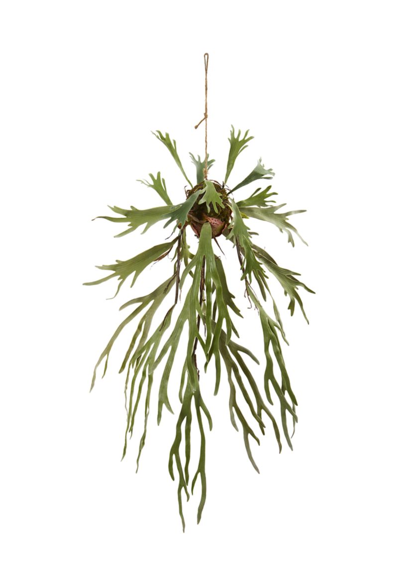 Staghorn Hanging Plant