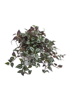 Wandering Jew Plant in Vintage Metal Hanging Planter