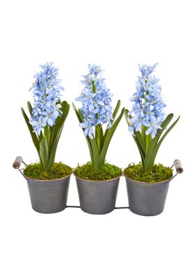 Triple Potted Hyacinth Plant