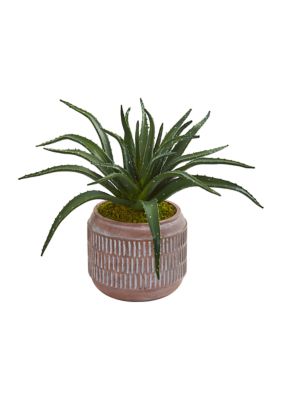 Aloe Succulent Plant in Decorative Planter