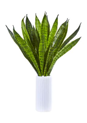 Sansevieria Plant in Vase