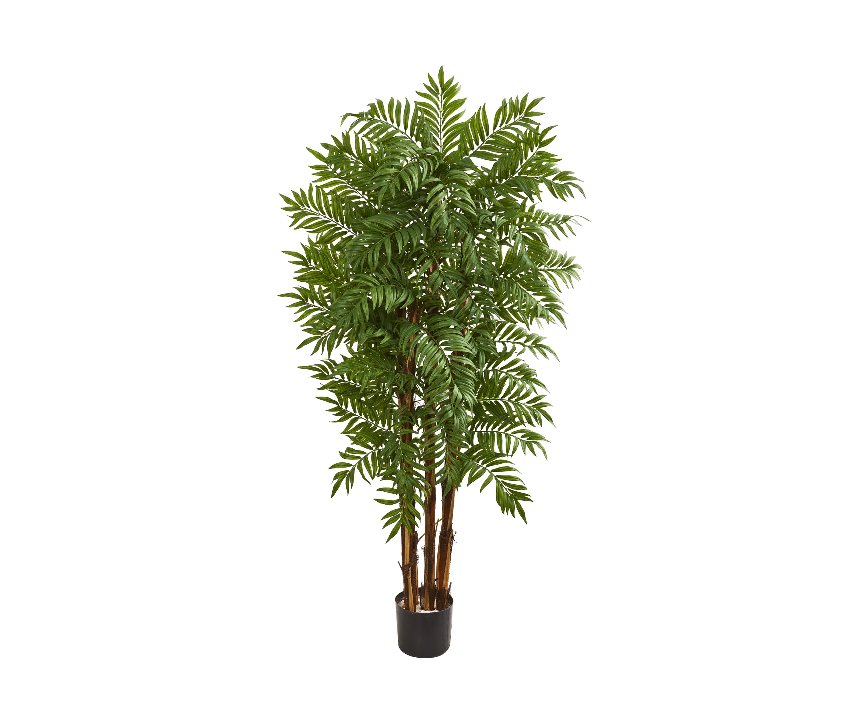 Parlour Palm Tree