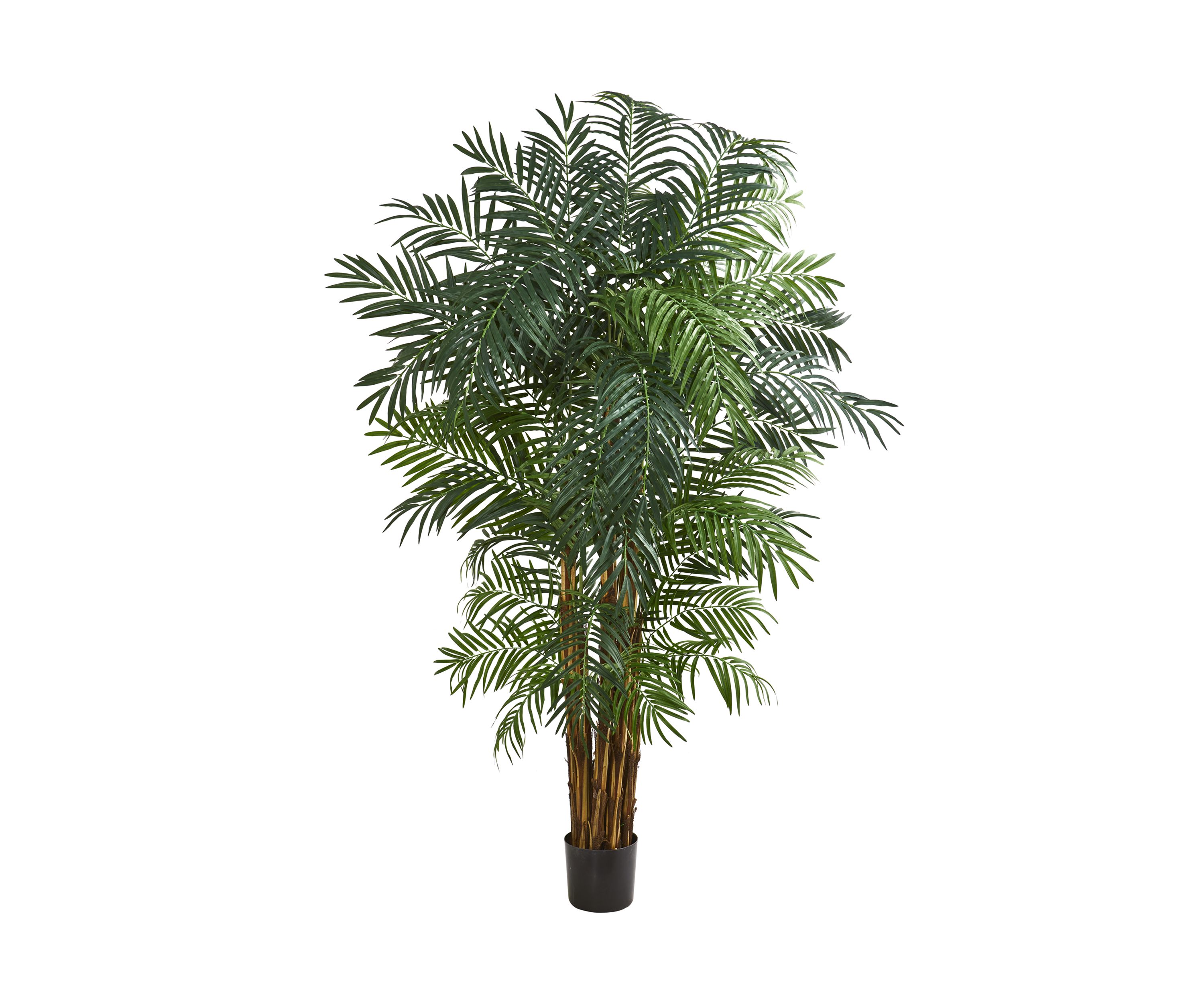 Areca Palm Tree