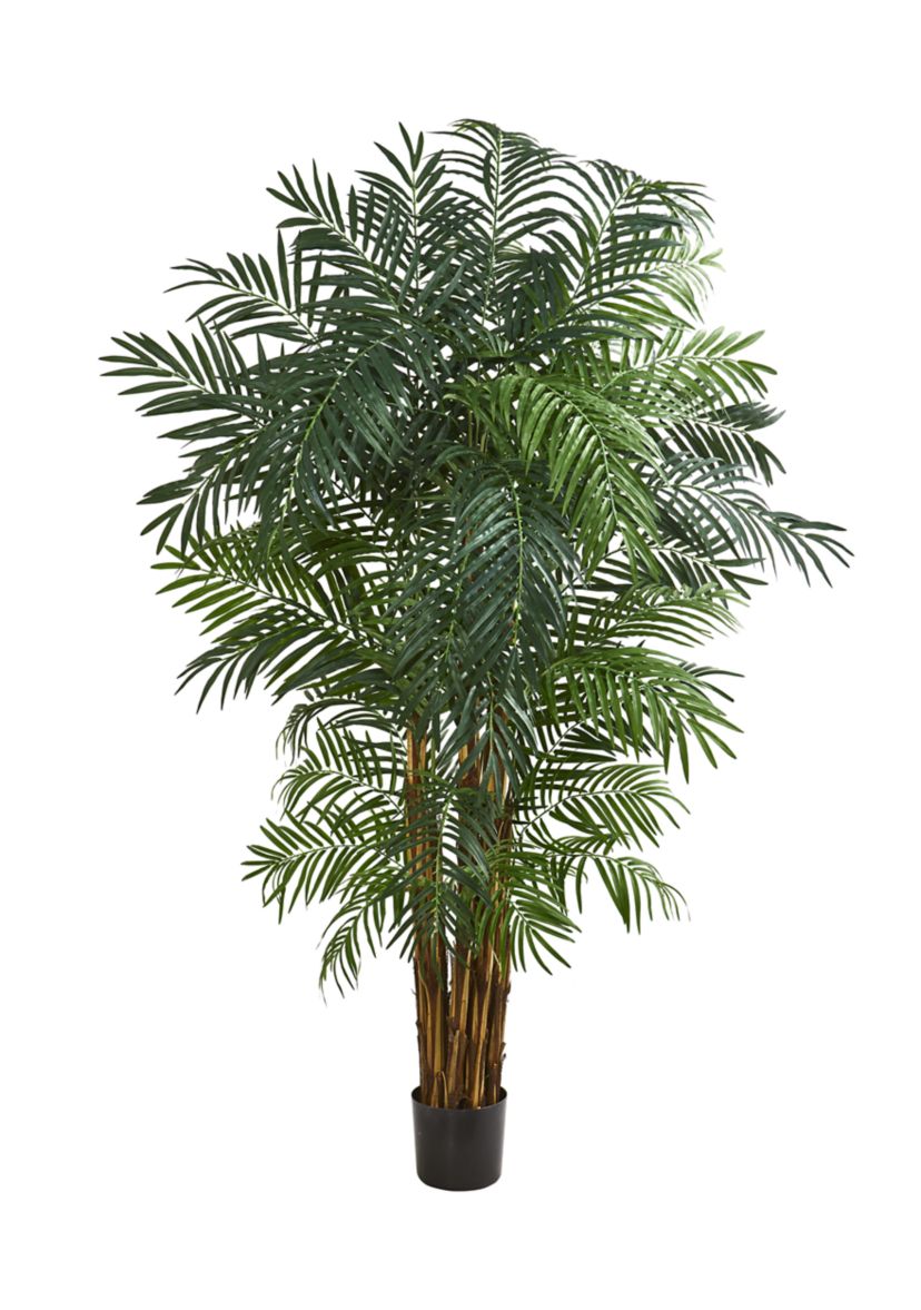 Areca Palm Tree